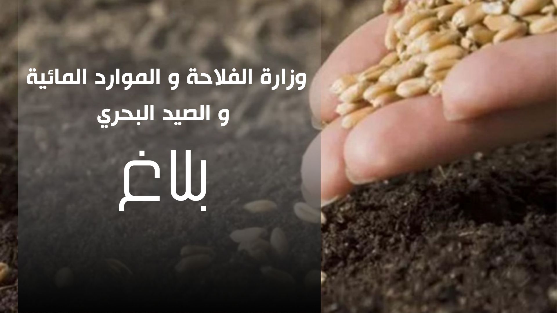 وزارة الفلاحة تطمئن الفلاحين: الظواهر المناخية المبكرة لا تهدد صابة الحبوب