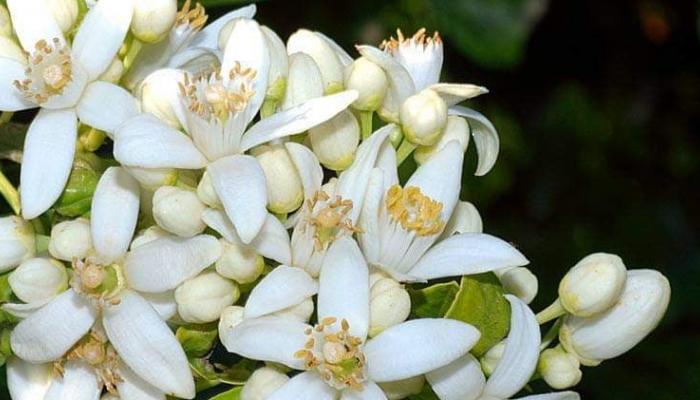نابل: مُنتجو زهر النارنج يطالبون بتحديد سعر أدنى يراعي تكاليف الإنتاج