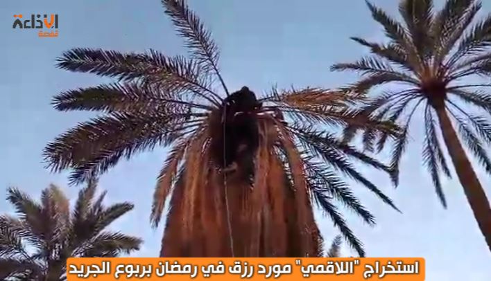 اللاقمي ».. مشروب رمضاني لا يغيب عن موائد اهالي الجريد 