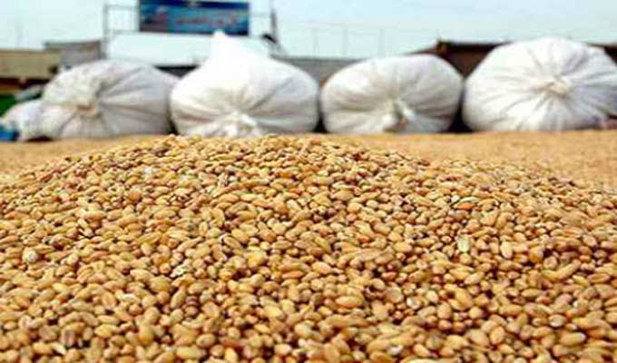 ديوان الحبوب: 50% من واردات تونس من الحبوب تأتي من السوق الروسية 