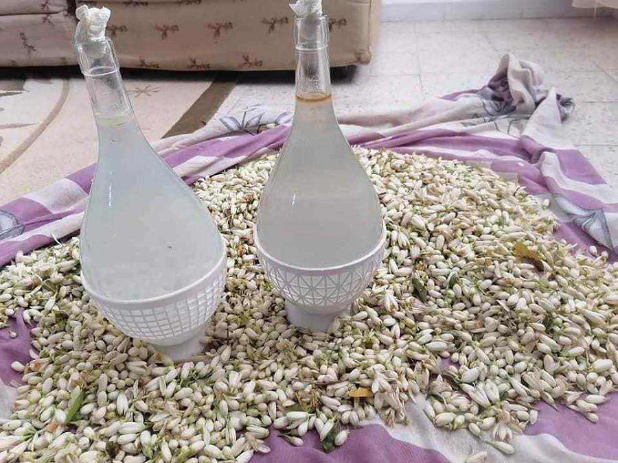 نابل: انطلاق موسم جني وتقطير زهر النارنج وسط تقديرات بإنتاج حوالي ألفي طن