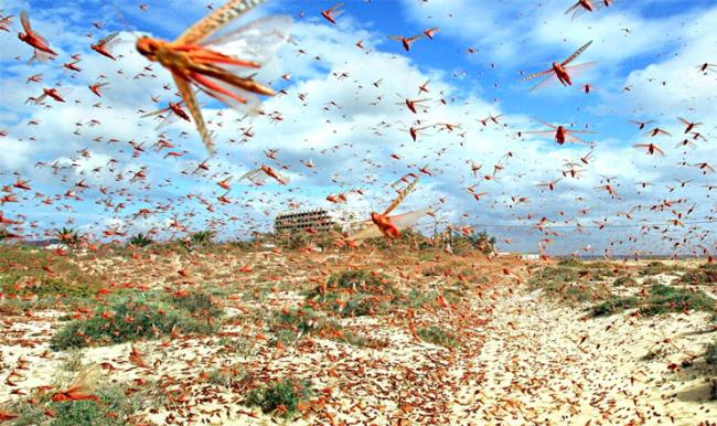 الجراد في تطاوين وقبلي: وزارة الفلاحة تؤكد السيطرة على الوضع