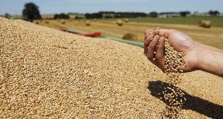 المنستير : دعوة منتجي الحبوب  الى مداواة الامراض الفطرية 