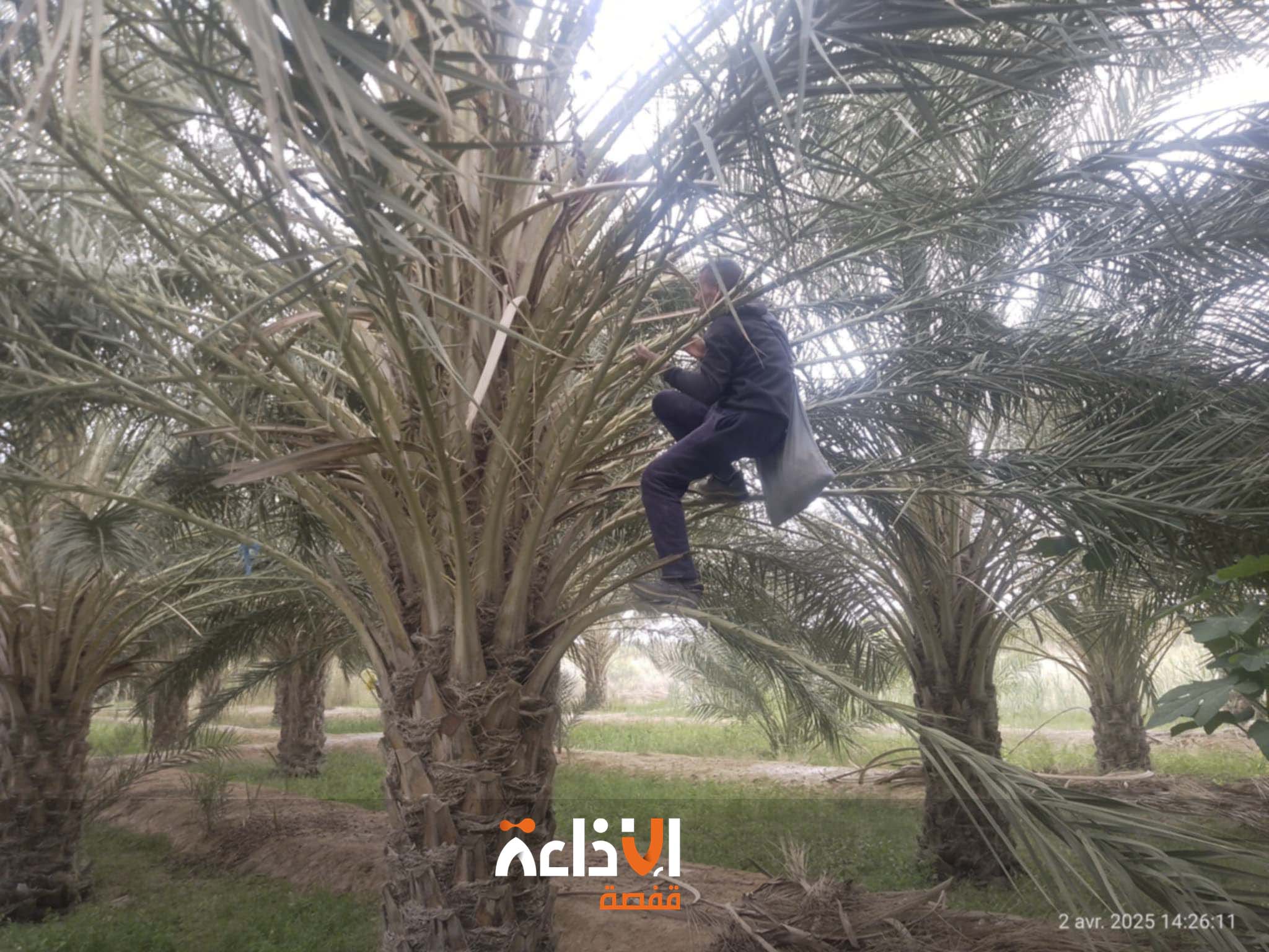 قبلي: تواصل عملية تلقيح عراجين التمور بكافة الواحات
