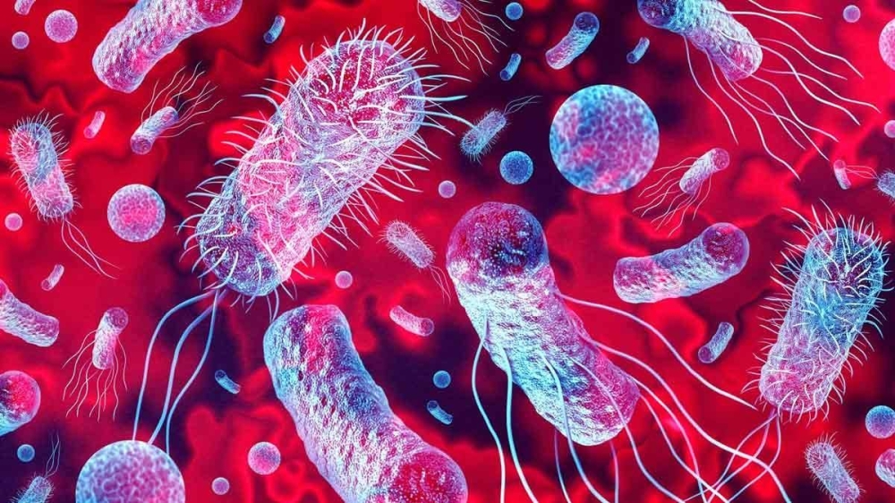 مختصة في التغذية: "باكتيريا الليستريا" تشكل خطورة على الحوامل و كبار السن