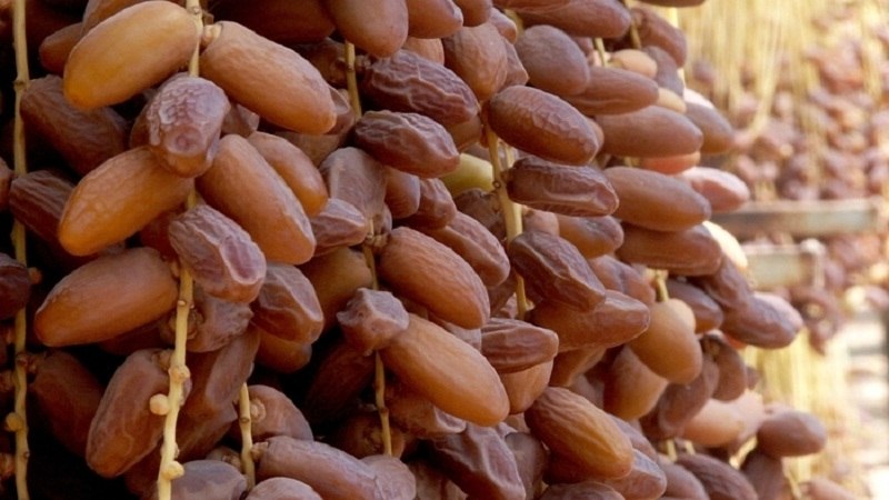 صادرات التمور تتراجع بنسبة 5 بالمائة خلال الستة الأشهر الأولى من الموسم 2024/ 2025
