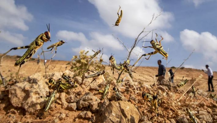 قابس: مجهودات مكثّفة لرصد أسراب الجراد الصحراوي والحيلولة دون انتشارها