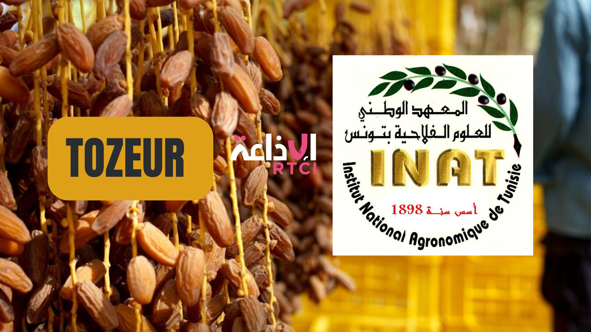 Tozeur accueille aujourd'hui, un projet interarabe pour améliorer la pollinisation des dattes (INAT)