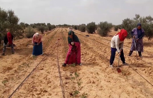 قبلي: الانطلاق في تنظيم سلسلة من الحملات التحسيسية لفائدة النساء العاملات في القطاع الفلاحي حول الاستعمال الامن للمبيدات الحشرية