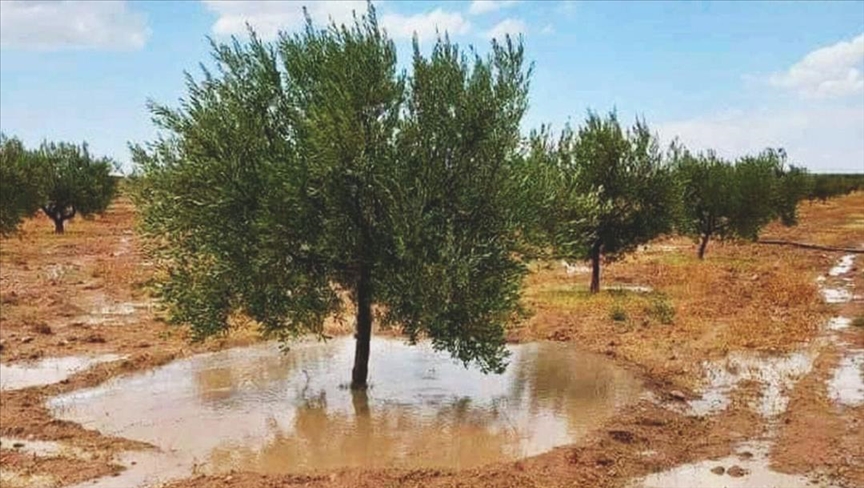 وزير البيئة يعلن: قريبا استخدام المياه المستعملة لريّ 11,500 هكتار من الزياتين