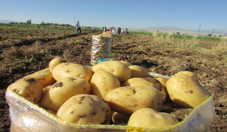  جندوبة : مندوبية الفلاحية تدعُو منتجي ’’البطاطا’’ إلى مداواة مزارعهم ووقايتها من مرض ’’الميلديو’’