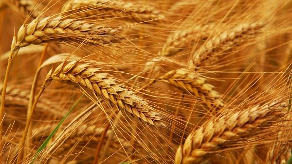 تسخير كل الامكانيات البشرية واللوجستية والمالية لإنجاح موسم تجميع الحبوب