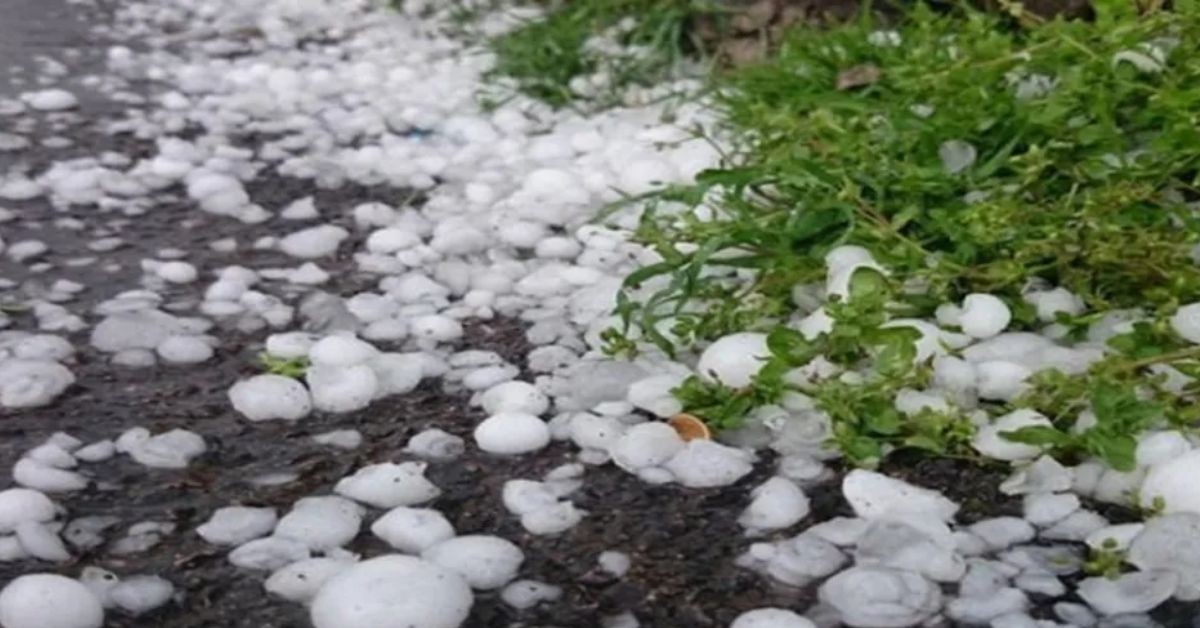 الكاف: معاينة المساحات المتضررة جراء تساقط حجر البرد بمناطق نبر وبرج العيفة وبهرة