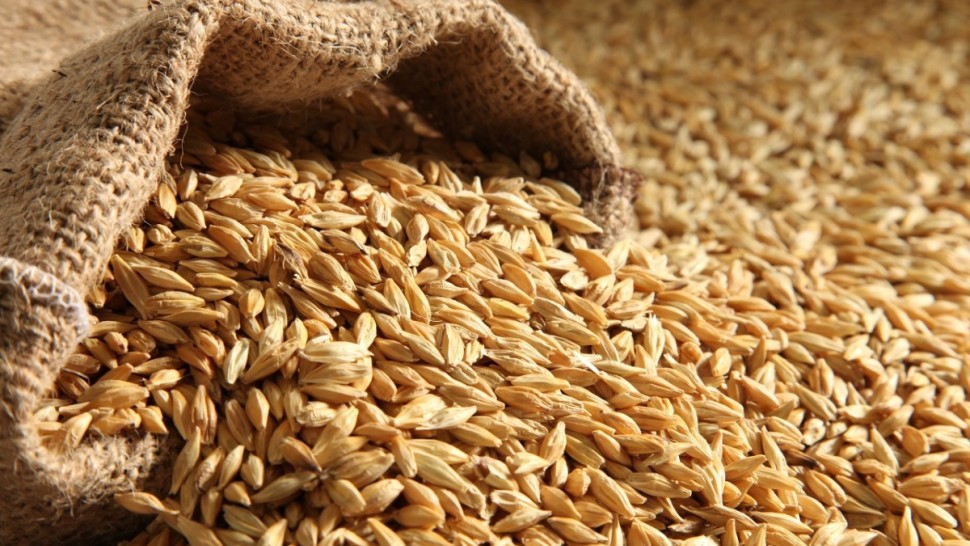 رئيس اتحاد الفلاحة: من المتوقع أن توفر صابة الحبوب لهذا الموسم أكثر من 60% من الحاجيات الوطنية