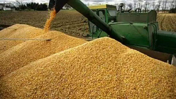 رئيس اتحاد الفلاحة: من المتوقع أن توفر صابة الحبوب لهذا الموسم أكثر من 60% من الحاجيات الوطنية