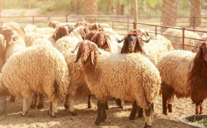 الاتحاد التونسي للفلاحة: أضاحي العيد متوفرة والأسعار ستكون مقبولة