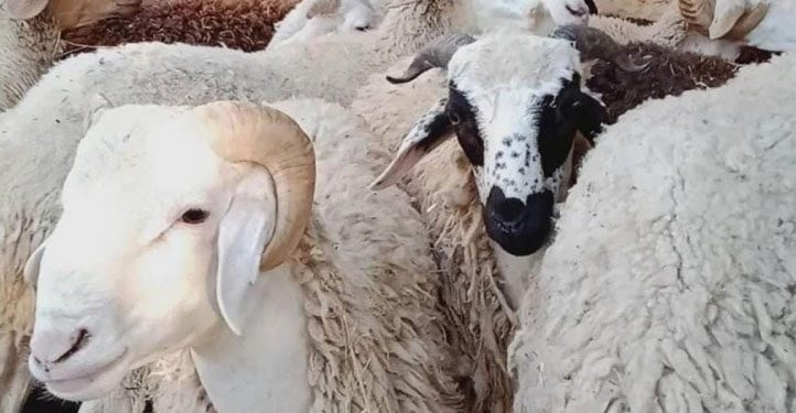 "لا صحة لما يروّج عن توفر مخزون كاف من الخرفان للعيد "
