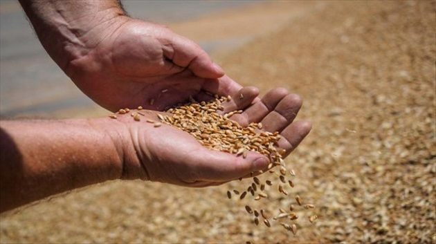 اتخاذ كافة الإجراءات والتدابير لتأمين صابة الحبوب لهذا الموسم