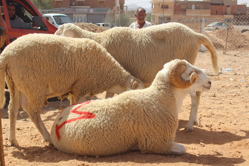 سليانة: توفر أكثر من 90 ألف خروف لعيد الاضحى