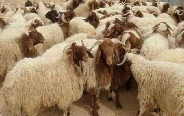 سليانة: أكثر من 90 ألف خروف لعيد الأضحى
