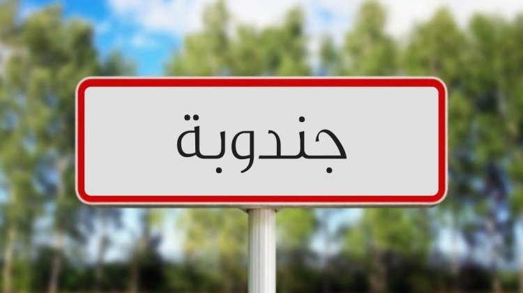 جندوبة: موسم حصاد الأعلاف الخضراء بالجهة وسط مؤشرات واعدة