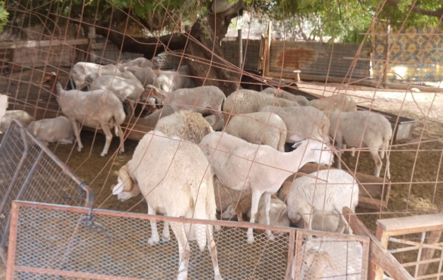 عضو اتحاد الفلاحة: "انخفاض في أسعار الخرفان وأكثر من مليون رأس للعيد"