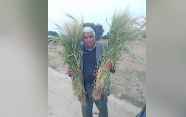 صفاقس: فلاح ينجح في إنتاج 144 سنبلة من الشعير البلدي من بذرة واحدة