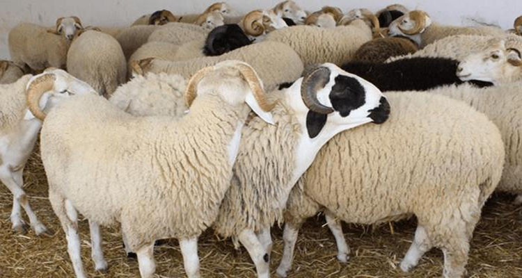 رئيس الاتحاد الجهوي للفلاحة والصيد البحري بالكاف : الأضاحي متوفرة  والاسعار ستكون اقل من السنة الفارطة 