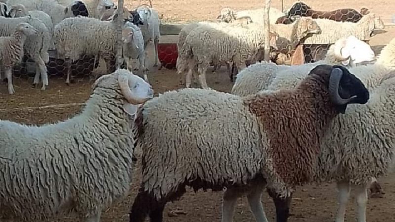 الكاف: ارتفاع عدد أضاحي العيد الى 90 ألف أضحية  