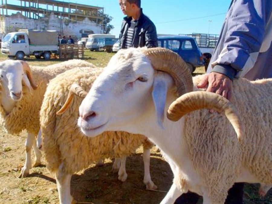 بن عروس: توفر أكثر من 19 ألف أضحية بالجهة خلال الموسم الحالي 