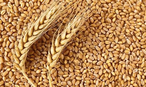 وزارة الفلاحة تكشف عن اسعار قبول القموح والشعير والتريتكال ومواعيد الاستفادة من منحة التسليم السريع