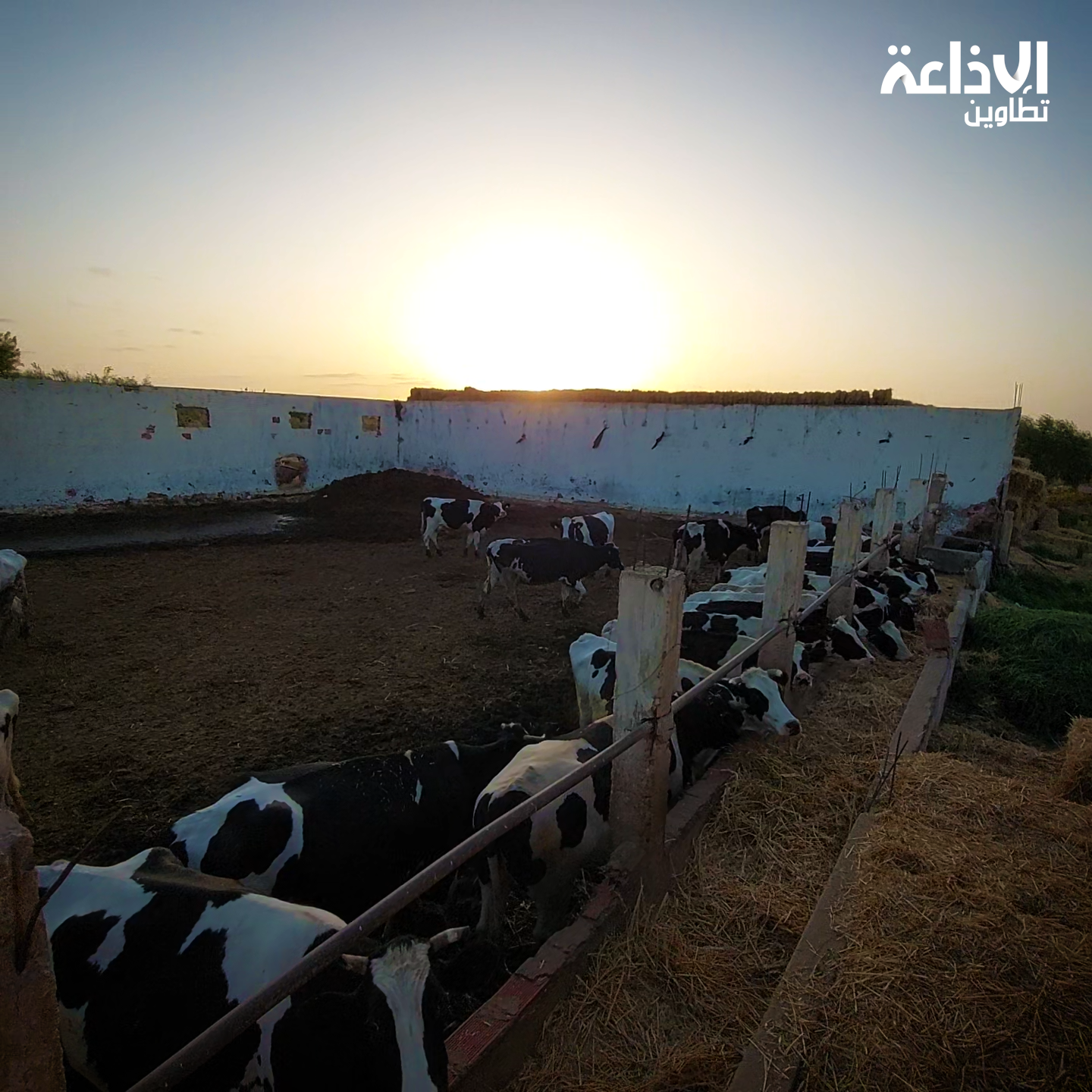 ولاية تطاوين : تربية الابقار الحلوب بمنطقة كرشاو من معتمدية الصمار.
