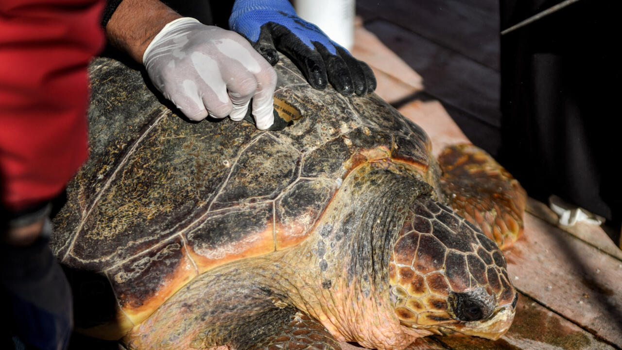 À Kerkennah, une campagne de sensibilisation auprès des pêcheurs pour protéger les tortues marines