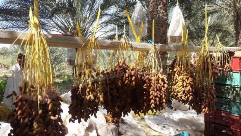 عائدات صادرات التمور تتراجع بنسبة 3ر4 بالمائة