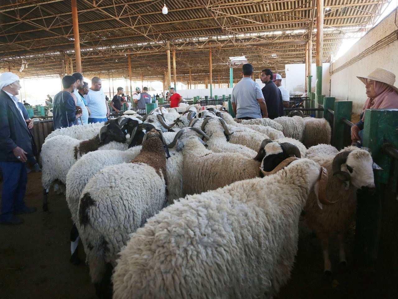 المجمع المهني المشترك للحوم الحمراء والألبان : تحديد السعر المرجعي لأضاحي العيد لهذا العام ب 21.900 د للكلغ الحي بنقاط البيع المنظّمة