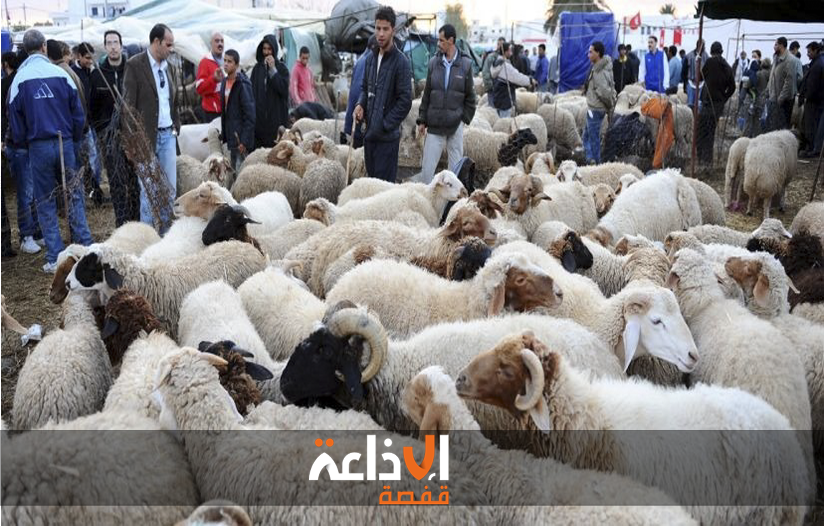 رئيس دائرة الإنتاج الحيواني بالمندوبية الجهويةبسيدي بوزيد : قطيع المواشي سليم من مختلف الأمراض