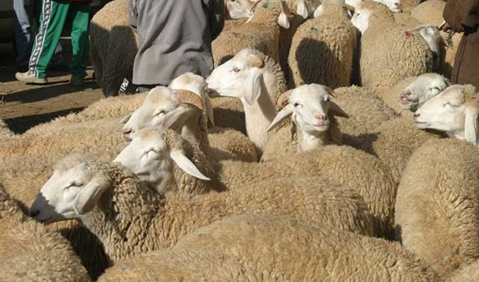 سليانة: تراجع ملحوظ في عدد المواشي مقارنة بالسنوات الفارطة