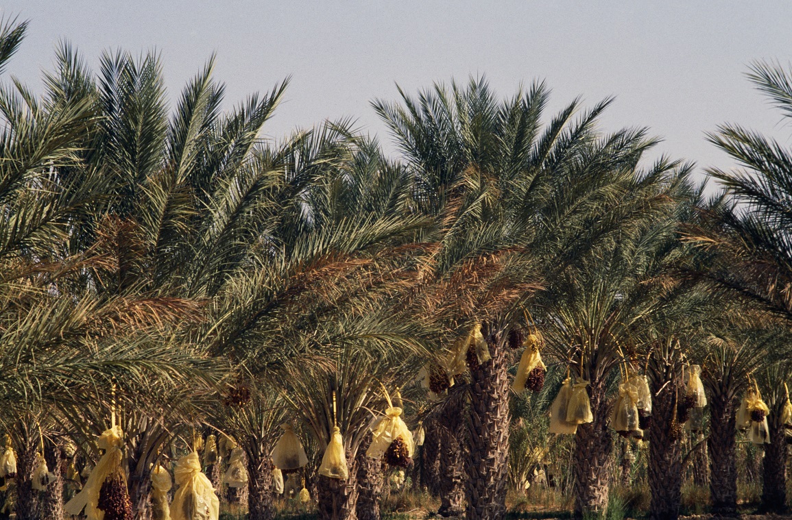 كاتب الدولة المكلف بالمياه يشرف على يوم إعلامي حول تقدم مشروع البنى التحتية المائية بواحات الجنوب