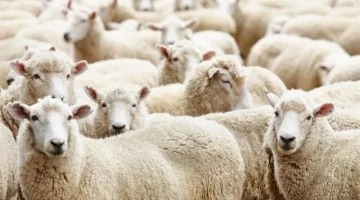 عيد الاضحى: فرق المراقبة الاقتصادية تحجز أغناما بقيمة تناهز 500 ألف دينار بغرض المضاربة