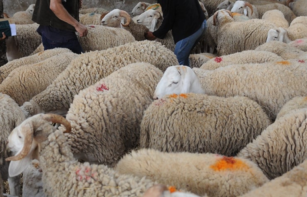 انطلاق بيع الأضاحي بالنقاط المنظمة مع تحديد السعر ب21.900 دينارا  للكيلوغرام الواحد