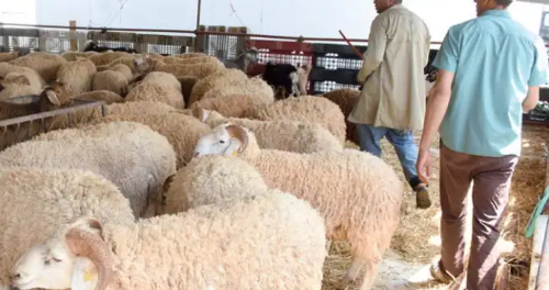 Aïd Al-Adha 2025 : le Groupement interprofessionnel fixe le prix du mouton à 21 900 dinars/kg vif