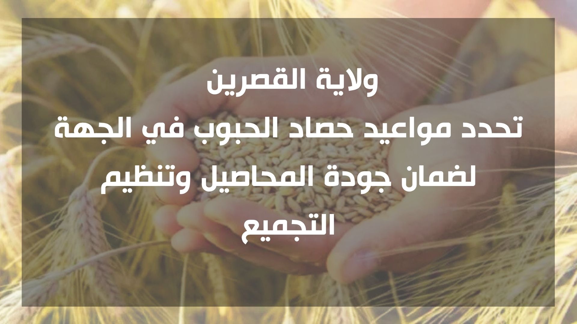 تحدد مواعيد حصاد الحبوب في القصرين لضمان جودة المحاصيل وتنظيم التجميع