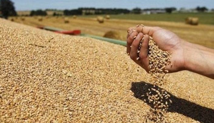 جندوبة:  الإعلان عن المواعيد الرسمية لإنطلاق موسم الحصاد وتجميع الحبوب لسنة 2025