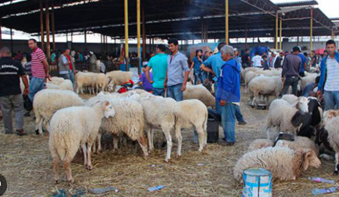La Société des Viandes nie avoir importé des moutons de la Roumanie