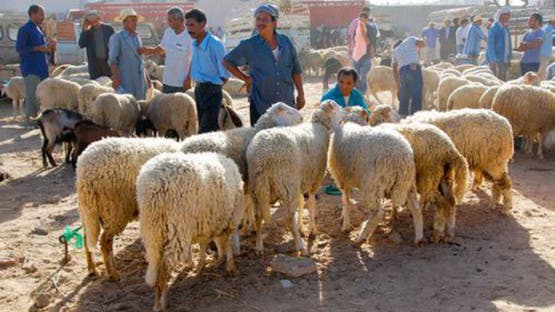 الإدارة الجهوية للتجارة بتوزر : تكثيف عمليات المراقبة للنقاط المنظمة لبيع الأضاحي 
