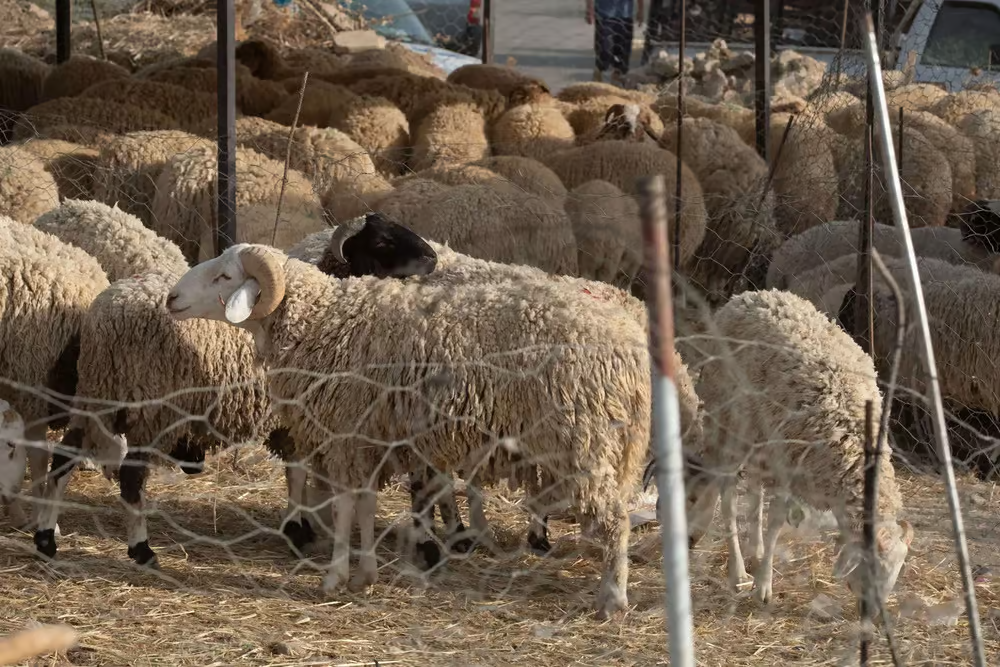 Aïd Idha : vigilance recommandée, privilégiez les points de vente contrôlés (OTIC)