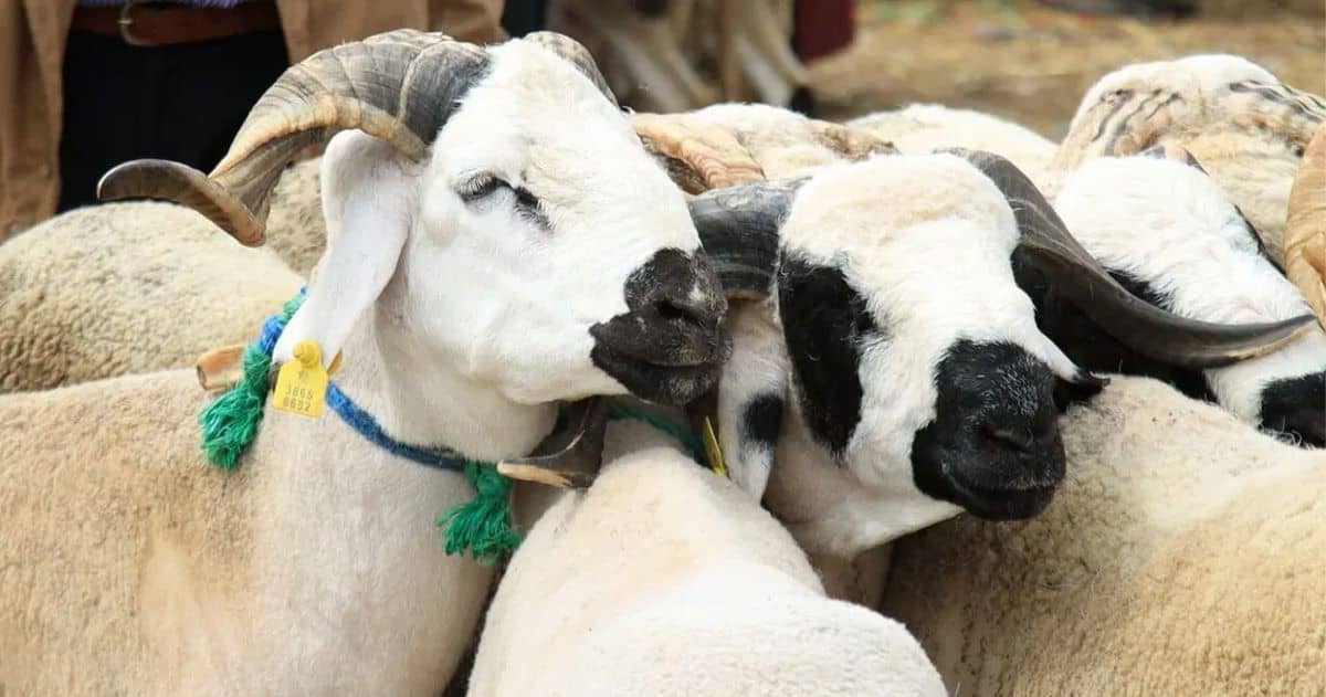 منوبة: خلو نقطة بيع الأضاحي بالسعيدة من الأضاحي بسبب عزوف الفلاحين عن تزويدها 