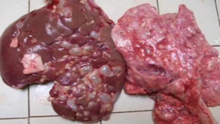 عيد الاضحى: الكيس المائي يهدد صحة التونسيين !