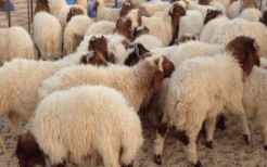 Sacrifice de l’Aïd : comment éviter les risques ? Les conseils des autorités vétérinaires
