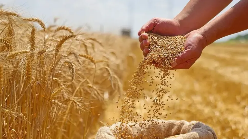 تقدم موسم تجميع الحبوب لصابة 2025 : حوالي 827 ألف قنطار إلى غاية 3 جوان 2025